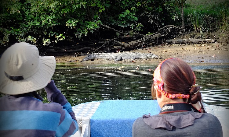 Crocodile-spotting on the Daintree River